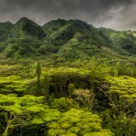 Rainforest in Oahu from a drone